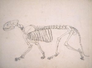 Study of a Tiger, Lateral View, from A Comparative Anatomical Exposition of the Structure of the Human Body with that of a Tiger and a Common Fowl, 1795-1806 20