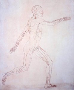 Study of the Human Figure, Lateral View, from A Comparative Anatomical Exposition of the Structure of the Human Body with that of a Tiger and a Common Fowl, c.1795-1806