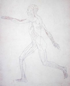 Study of the Human Figure, Lateral View, from A Comparative Anatomical Exposition of the Structure of the Human Body with that of a Tiger and a Common Fowl, c.1795-1806 2