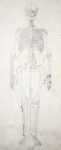 Study of the Human Figure, Anterior View, from A Comparative Anatomical Exposition of the Structure of the Human Body with that of a Tiger and a Common Fowl, c.1795-1806