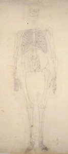 Study of the Human Figure, Anterior View, from A Comparative Anatomical Exposition of the Structure of the Human Body with that of a Tiger and a Common Fowl, c.1795-1806 2