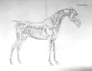 Fourth Anatomical Table, from The Anatomy of the Horse