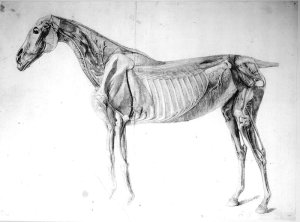 Diagram from The Anatomy of the Horse