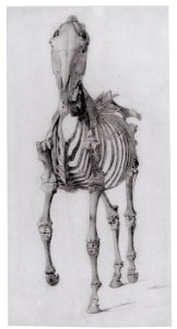 Frontal view of the skeleton of a horse, study No. 10 from The Anatomy of the Horse, 1766