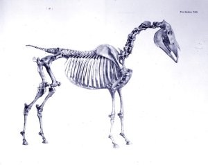 First Skeleton Table, from The Anatomy of the Horse 2