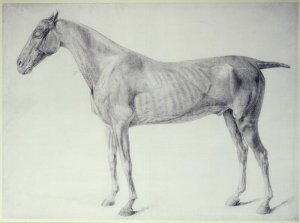 Diagram from The Anatomy of the Horse 2