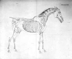 Fifth Anatomical Table, from The Anatomy of the Horse