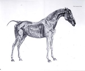 Third Anatomical Table, from The Anatomy of the Horse