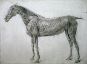 The Study of Muscles Ecorche Drawing Seen from the Flank, from the 13th Anatomical Table, from the Anatomy of the Horse, 1766