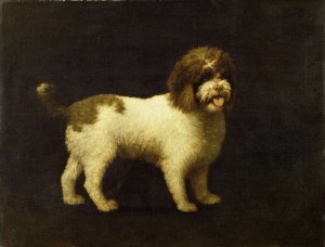 A Water Spaniel, 1769