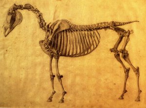 Finished Study for the First Skeletal Table of a Horse, c. 1766