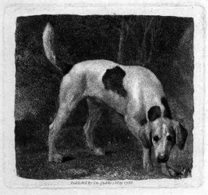 Dog A Foxhound on the Scent engraved by the artist, pub. 1788