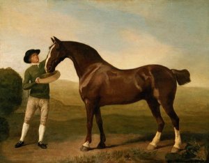 Groom feeding a bay hunter in a landscape