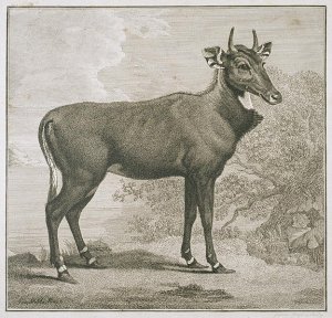 Plate of the Nyl-ghan, engraved by James Basire 1730-1802