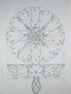 Study for a Cornflower, 1808