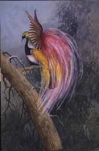 Red-plumed Bird of Paradise, 1917