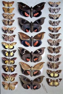 Papuan Moths, 1917-18