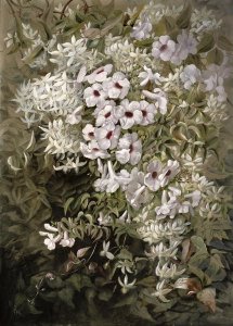 Flower Painting Pandorea Jasminoides and Clematis Aristata, c.1887