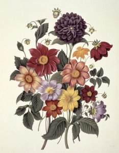 Dahlias, engraved by Weddell, plate 10 from Beauties of Flora by S. Curtis, 1820