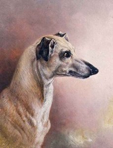 Head of a Greyhound