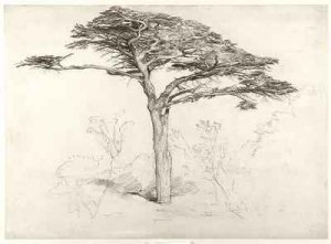 Old Cedar Tree in Botanic Garden, Chelsea, 1854