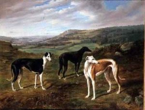 Greyhounds