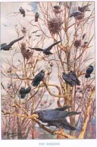 The Rookery illustration from Country Ways and Country Days