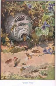 Wasps Nest illustration from Country Ways and Country Days