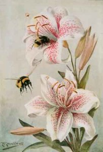 Bees and Lilies illustration from Stories of Insect Life