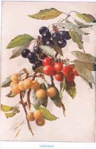 Cherries illustration from Country Days and Country Ways