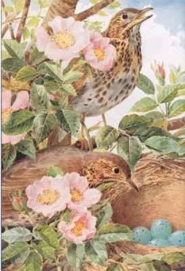 Song Thrushes with Nest illustration from Country Days and Country Ways 1940s