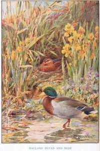 Mallard Ducks and Nest illustration from Country Days and Country Ways