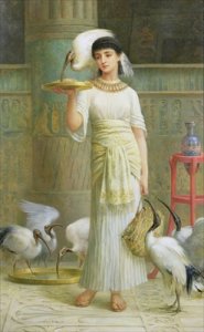 Alethe Attendant of the Sacred Ibis 1888