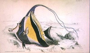 Plate 9 Horned Zanchus or Chaetodon