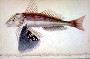 New Zealand Gurnard