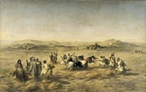 Threshing Wheat in Algeria