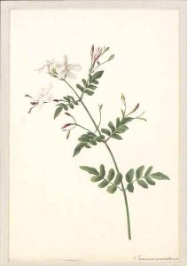 A sprig of jasmine