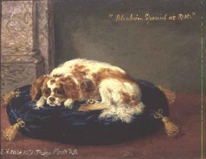 Blenheim Spaniel at Rest