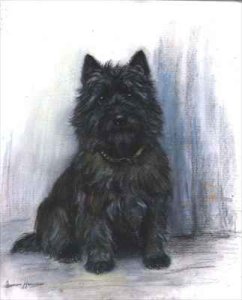 Study of a Scottie