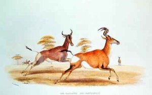 The Sassaybe and the Hartebeest