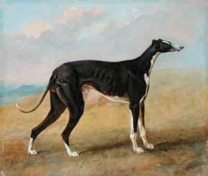 One of George Lane Foxs Winning Greyhounds the Black and White Greyhound Turk also known as Eagle