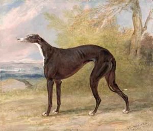 One of George Lane Foxs Winning Greyhounds the Black and White Greyhound Bitch Juno also known as Elizabeth