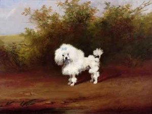 A Toy Poodle in a Landscape