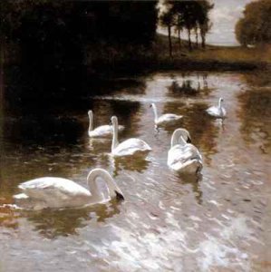 Swans on a lake