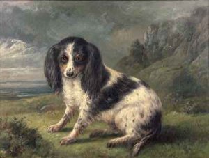 A King Charles Spaniel