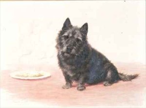 Suppertime  a Scottish terrier sitting by a plate