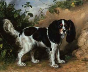 King Charles Spaniel