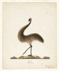 The Emu