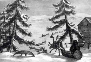 Reindeer-drawn sledges