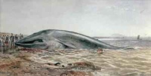 The Aberlady Whale, Longriddy Bay